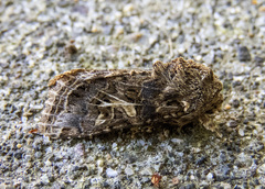 Spodoptera praefica