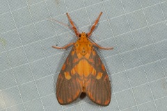 Ammatho roseororatus