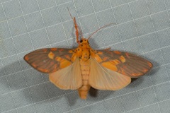 Ammatho roseororatus