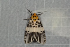 Ammatho maculifasciata