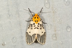 Ammatho hypoprepioides