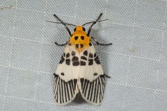 Ammatho maculifasciata