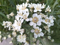 Achillea salicifolia