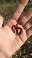 Scelotes mossambicus