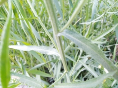 Achillea salicifolia
