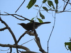 Stomiopera unicolor