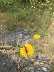 Stenopterus mauritanicus