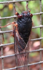 Birrima castanea