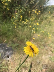 Stenopterus mauritanicus