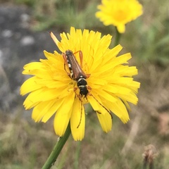 Stenopterus mauritanicus