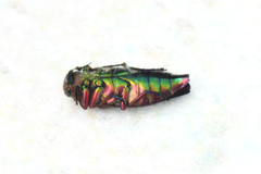 Chrysobothris chrysostigma