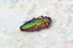 Chrysobothris chrysostigma