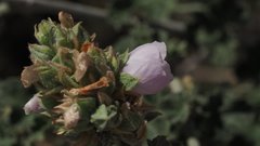 Malacothamnus enigmaticus