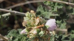 Malacothamnus enigmaticus