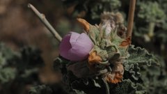 Malacothamnus enigmaticus