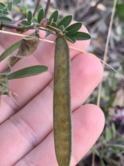 Tephrosia grandiflora