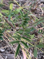 Tephrosia grandiflora