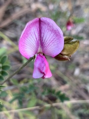 Tephrosia grandiflora