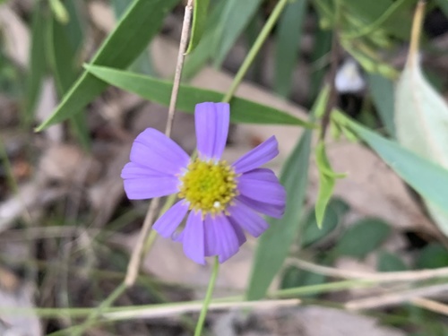 Brachyscome graminea, photograph 6