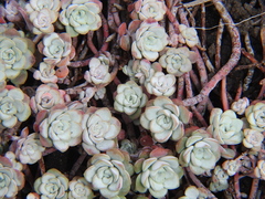Sedum spathulifolium