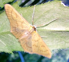 Paratalanta pandalis