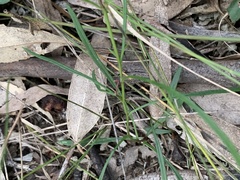 Brachyscome graminea