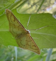 Paratalanta pandalis