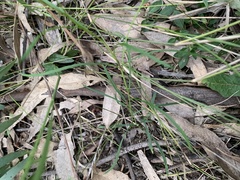 Brachyscome graminea