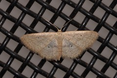 Scopula hypochra