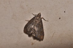 Paracataclysta fuscalis