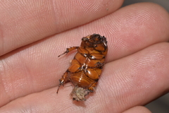 Hyphoryctes maculatus