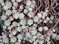 Sedum spathulifolium