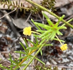 Acacia baueri