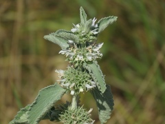 Marrubium incanum