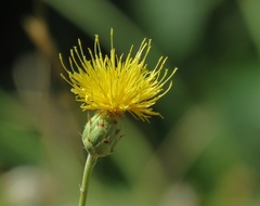 Centaurea rupestris