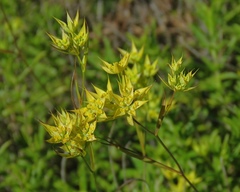 Bupleurum veronense
