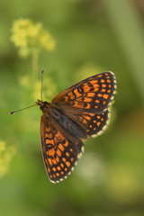 Melitaea aurelia