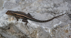 Sceloporus parvus