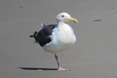 Larus occidentalis