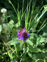 Prunella vulgaris