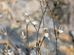 Bufonia macropetala