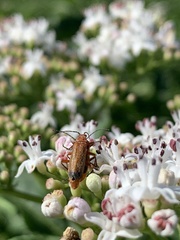 Rhagonycha fulva