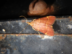 Hypsopygia rubidalis
