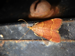 Hypsopygia rubidalis