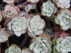 Sedum spathulifolium