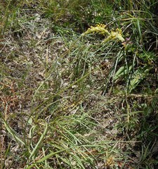 Plantago maritima serpentina