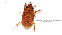Codocera ferruginea