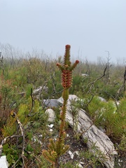 Melaleuca transversa