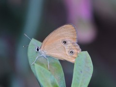 Hypocysta adiante antirius