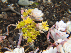 Sedum spathulifolium